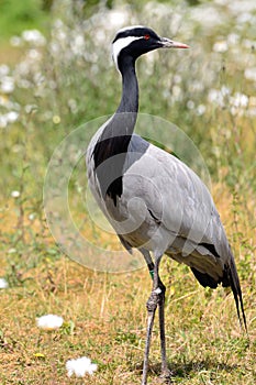 Eurasian Crane