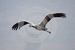 Eurasian crane