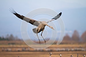 Eurasian crane