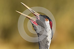 Eurasian crane