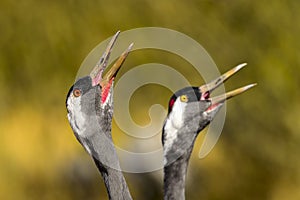 Eurasian crane