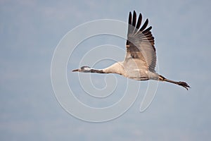 Eurasian crane in flight