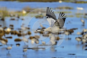 Eurasian crane