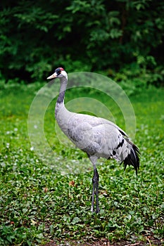 Eurasian Crane (Grus grus) photo