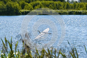 Eurasian crane Grus grus over the lake