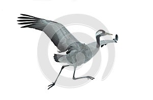 Eurasian crane. Isolated on white background.