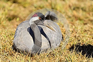 Eurasian crane