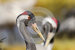 Eurasian crane