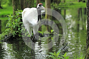 Eurasian crane