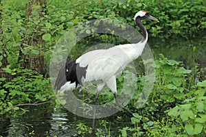 Eurasian crane