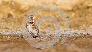 Eurasian Crimson-winged Finch