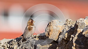 Eurasian Crimson-winged Finch