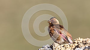 Eurasian Crimson-winged Finch