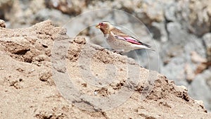 Eurasian Crimson-winged Finch Eating Salt