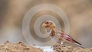 Eurasian Crimson-winged Finch Eating Salt on Soil