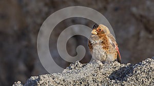 Eurasian Crimson-winged Finch Perches on Sand