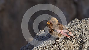 Eurasian Crimson-winged Finch Perches on Sand