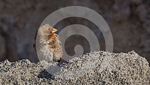 Eurasian Crimson-winged Finch on Sand