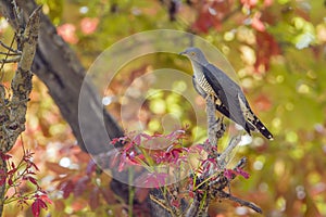 Eurasian cuckoo in Bardia national park, Nepal