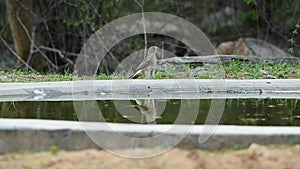 Eurasian cuckoo or Common cuckoo or Cuculus canorus with reflection in water leaving waterhole with full wingspan in slow motion