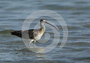 Eurasian curlew