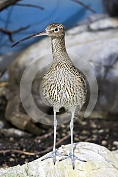 Eurasian Curlew photo