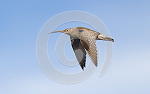 Eurasian Curlew photo