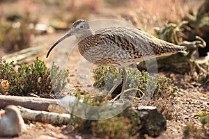 Eurasian curlew