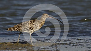 Eurasian Curlew