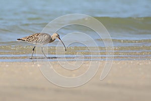 Eurasian Curlew on Arabian beach