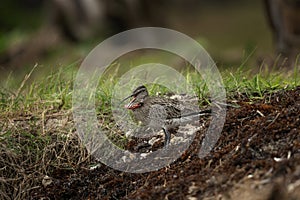 Eurasian curlew, common curlew, numenius arquata