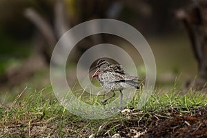 Eurasian curlew, common curlew, numenius arquata