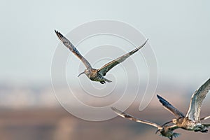 Eurasian Curlew or Common Curlew, Numenius arquata in a flight