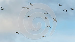 Eurasian Curlew or Common Curlew, Numenius arquata in a flight