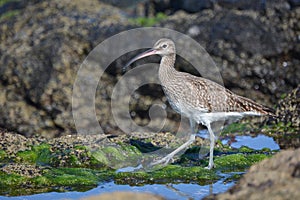 Eurasian curlew or common curlew Numenius arquata in Tenerife, The Canary Islands, Spain