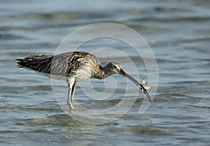 Eurasian curlew with a crab, Bahrain