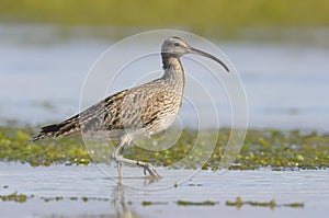 Eurasian curlew - MaÃÂ§arico real - Numenius arquata photo