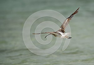 Eurasian curlew flying away