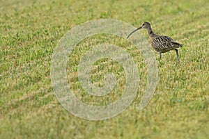 Eurasian Curlew on a freshly cut meadow