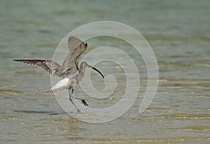 Eurasian curlew landing