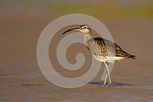 Eurasian Curlew on a mudflat.