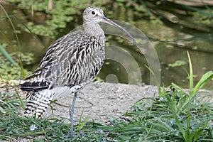 Eurasian Curlew (Numenius arquata) photo