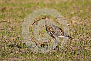 Eurasian curlew (Numenius arquata) in the field