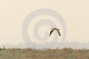 eurasian curlew (Numenius arquata) in flight, taken as RSPB Bowers Marsh