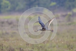Eurasian curlew (Numenius arquata) photo
