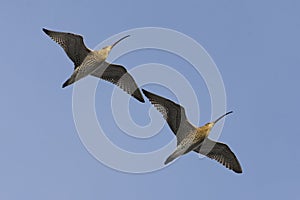 Eurasian curlew (Numenius arquata) pair flying in the sky