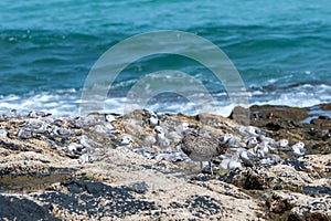 Eurasian Curlew, numenius arquata, and sandpipers searching for food along a rocky coast, Costa Calma, Fuerteventura