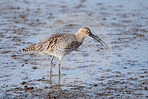 Eurasian Curlew - Numenius arquata swallowing a worm. photo