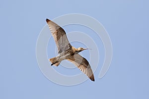 Eurasian Curlew Numenius arquata underside flying, in flight