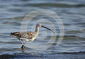 Eurasian curlew running in water